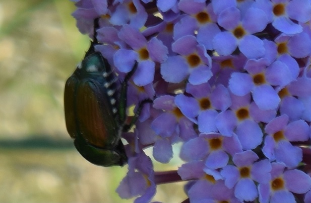 Popillia japonica, Rutelidae - nuovo alieno in Italia